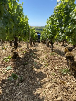 Wine-growing robot in Chablis by VitiBot